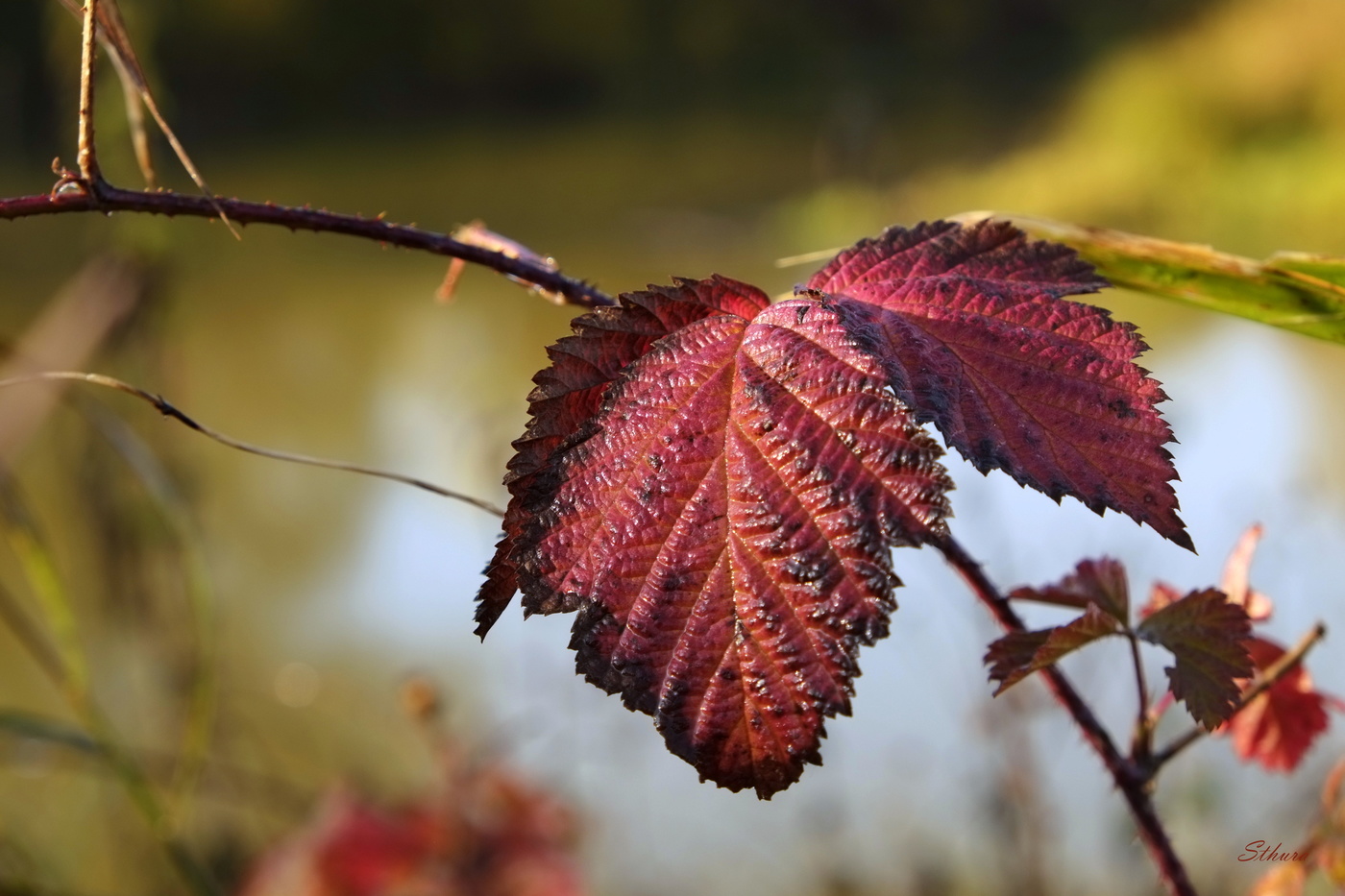 Осенний лист.