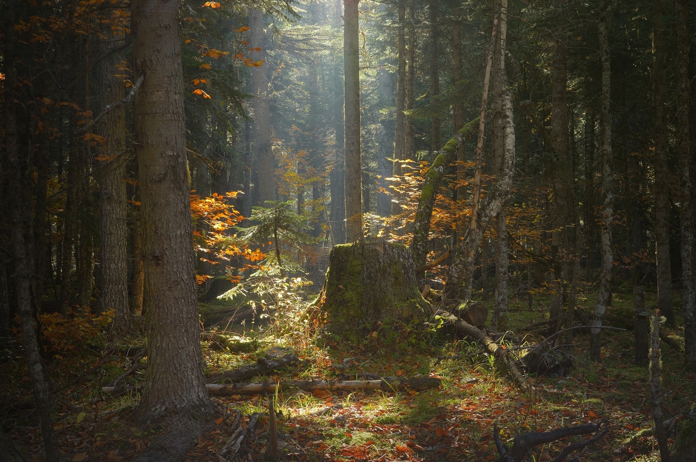 Кавказский лес