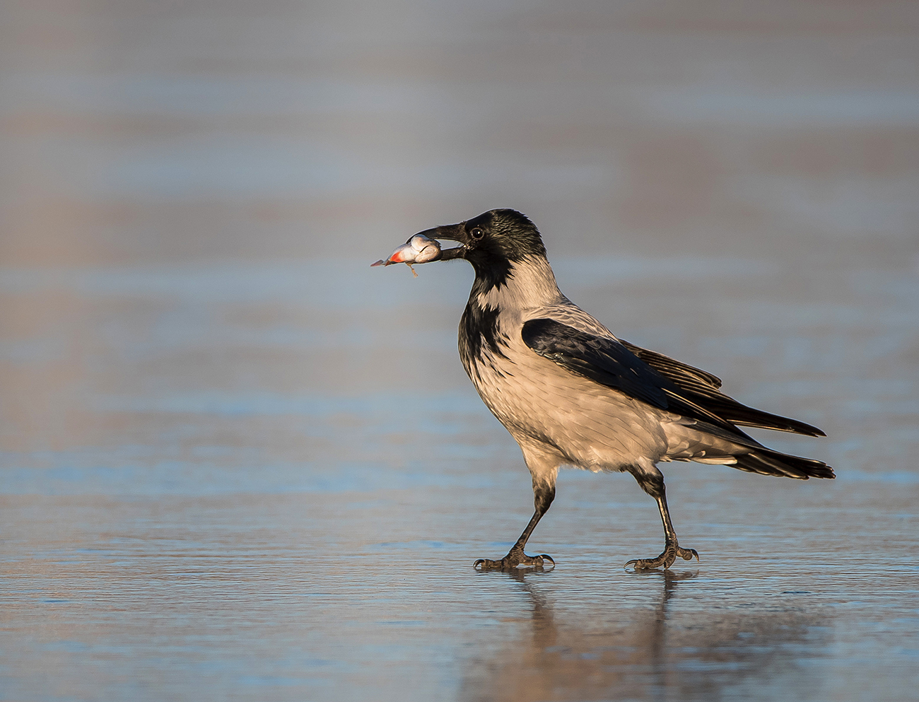 По первому льду