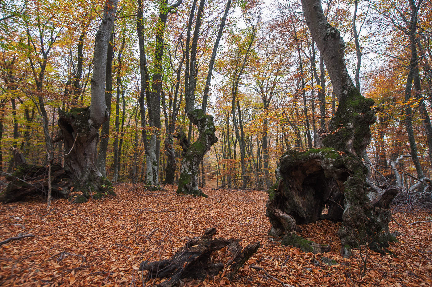 В буковом лесу