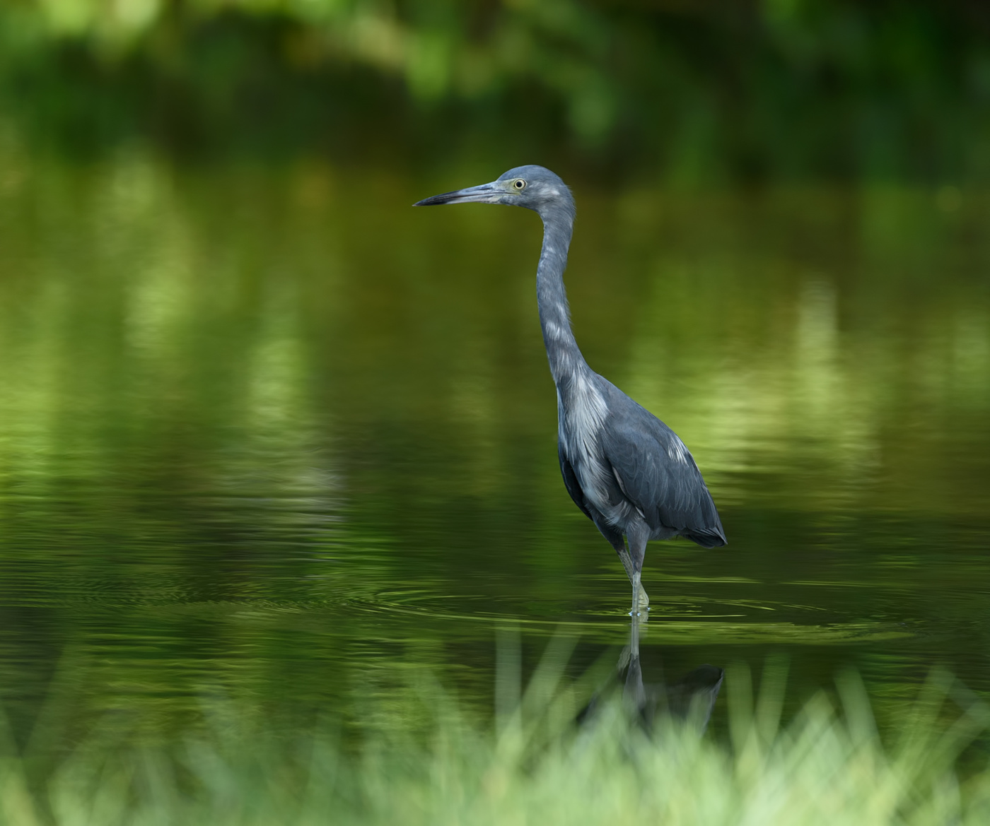 Little Blue Heron (juvenile - Blue morph)