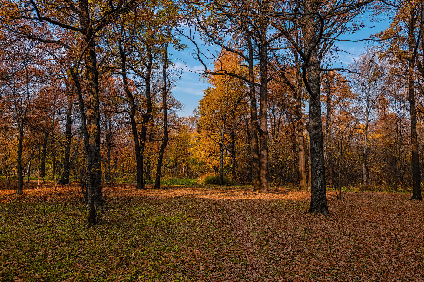 Позолоченный сезон