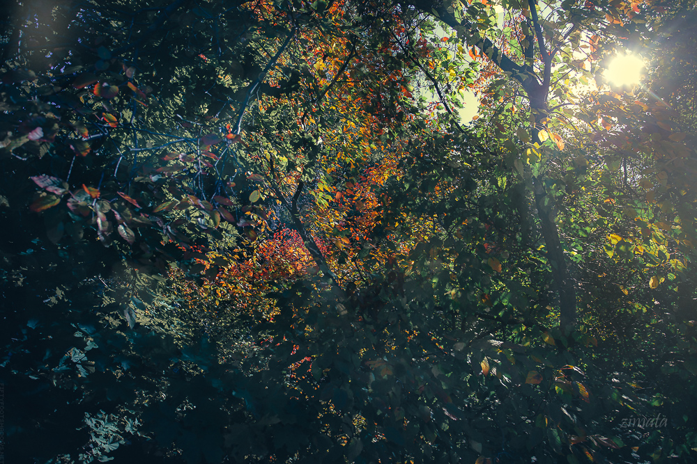 Позолоченный сезон