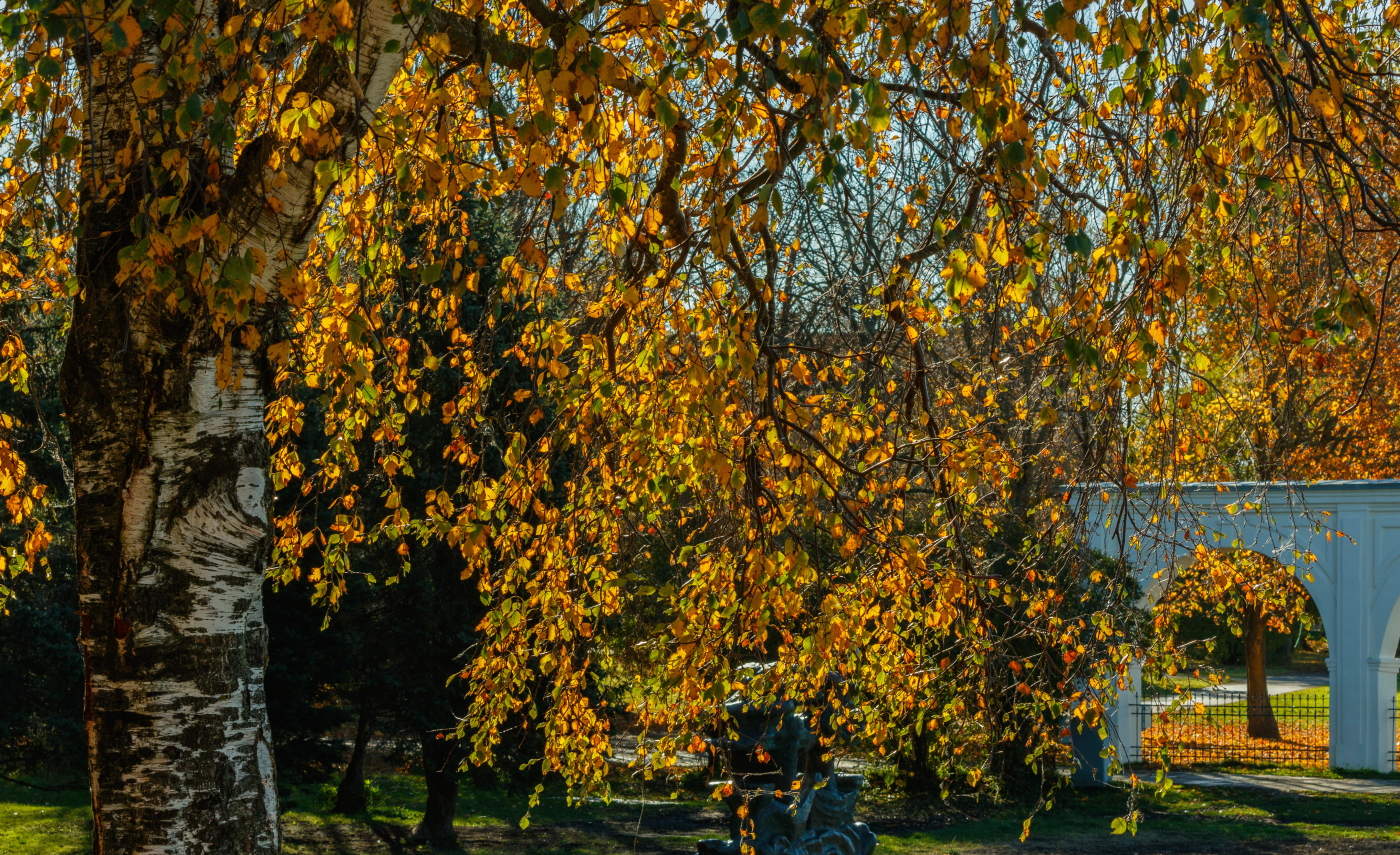 Позолоченный сезон