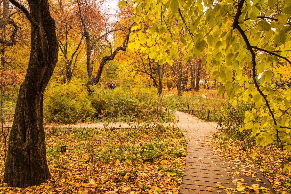 Позолоченный сезон