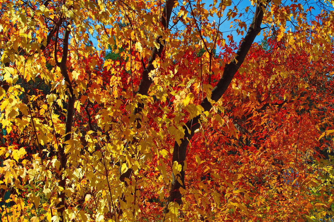 Позолоченный сезон