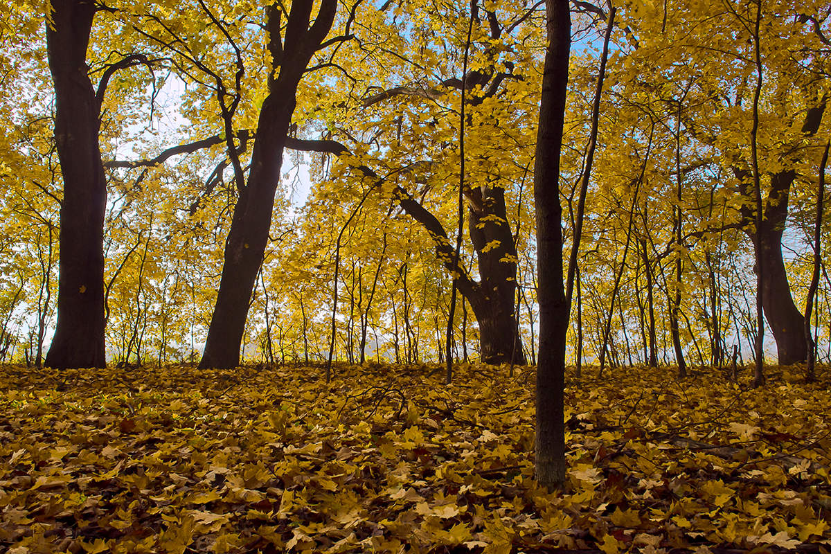 Позолоченный сезон