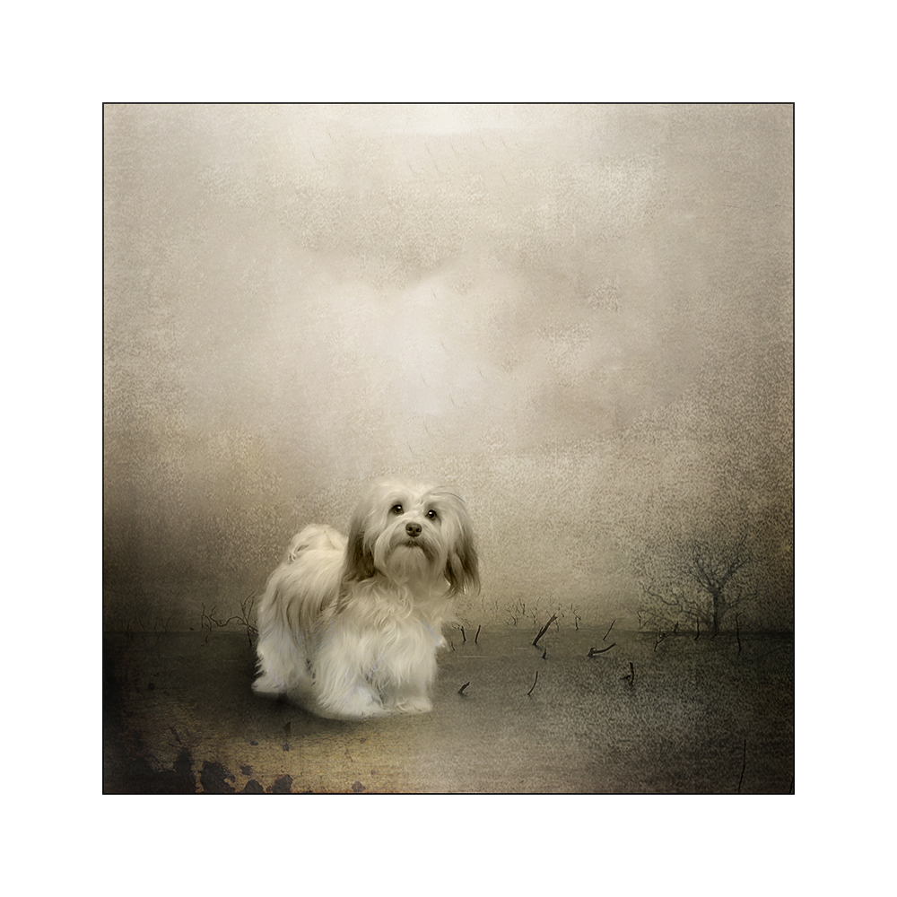 the hound of the baskervilles