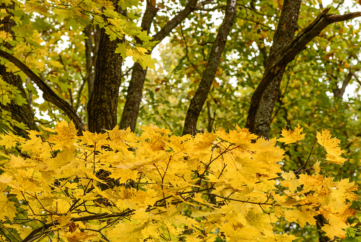 Позолоченный сезон