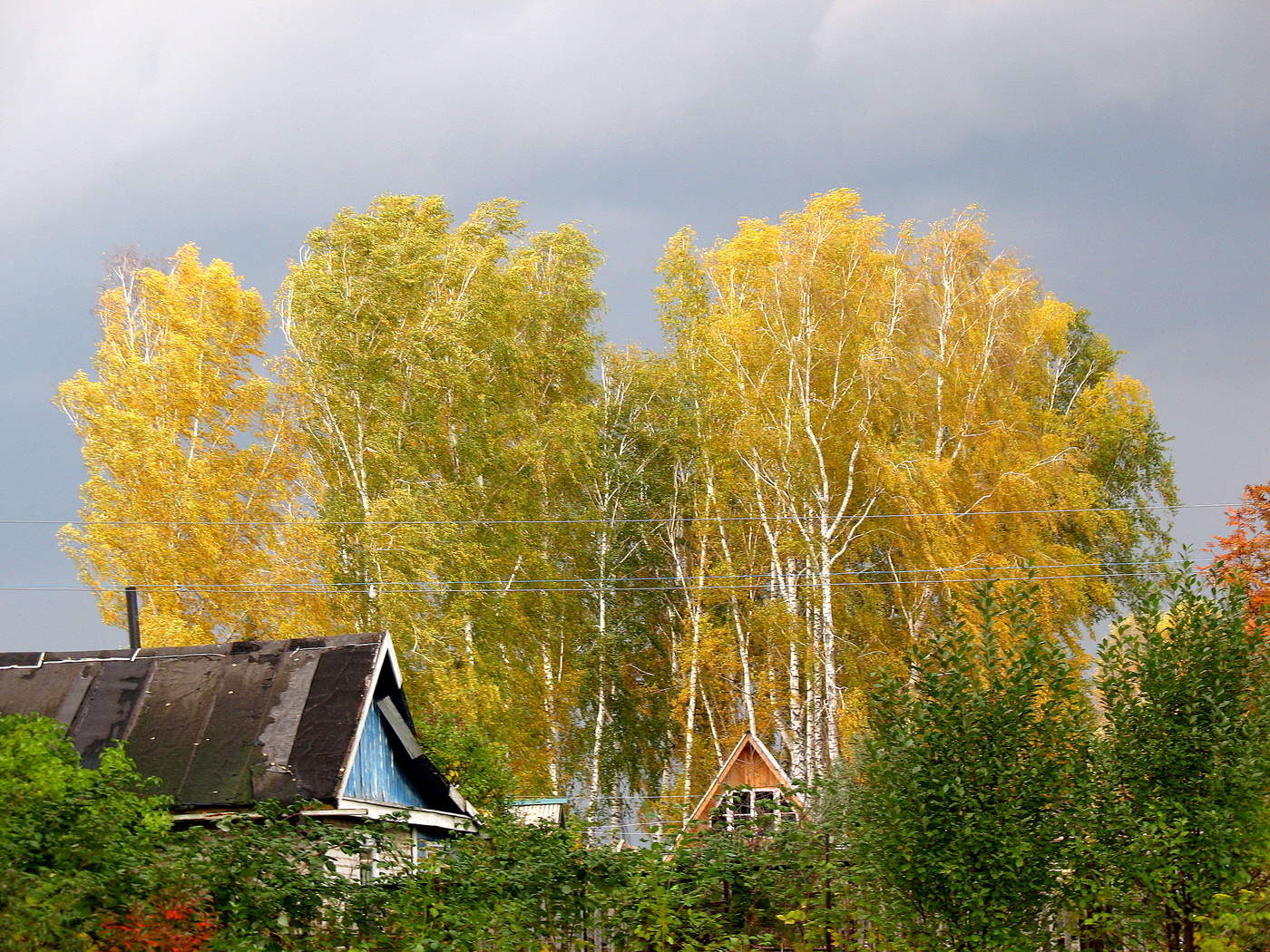 Позолоченный сезон