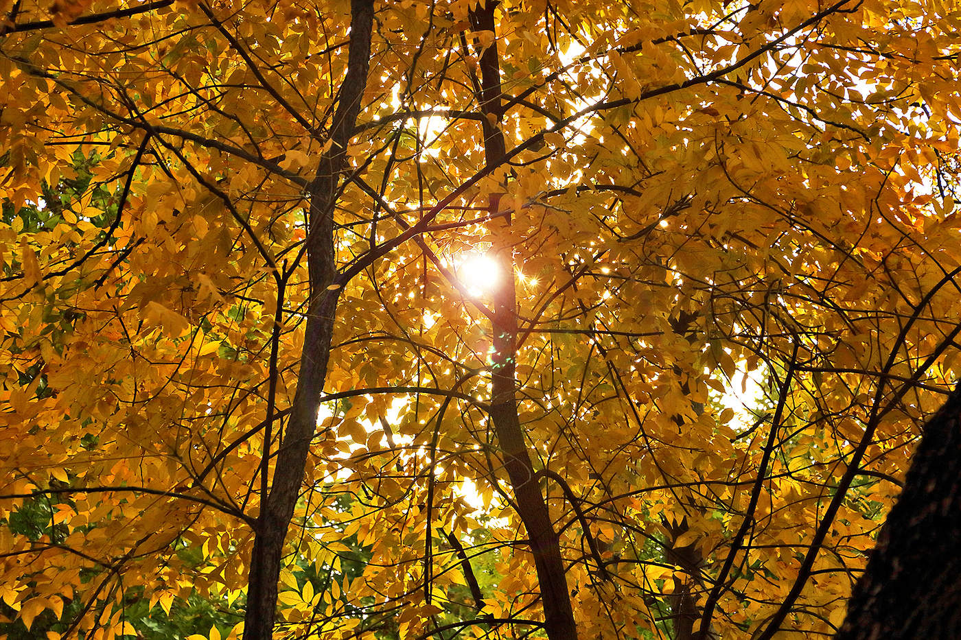 Позолоченный сезон