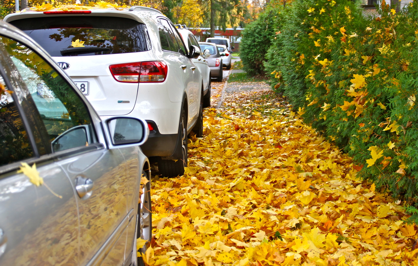 Позолоченный сезон