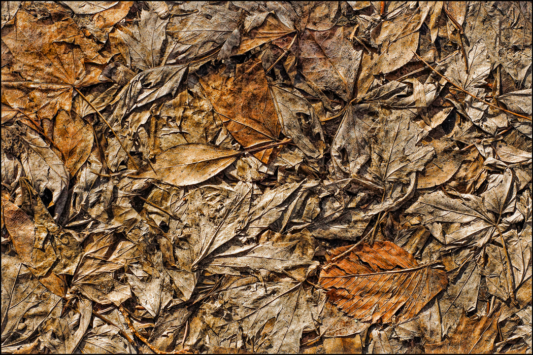 Позолоченный сезон