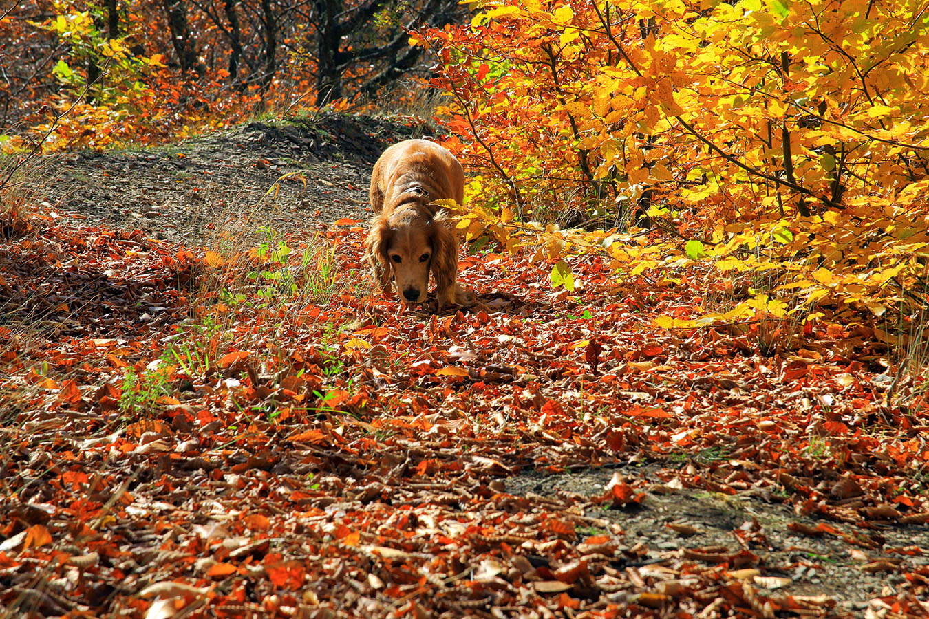 Позолоченный сезон
