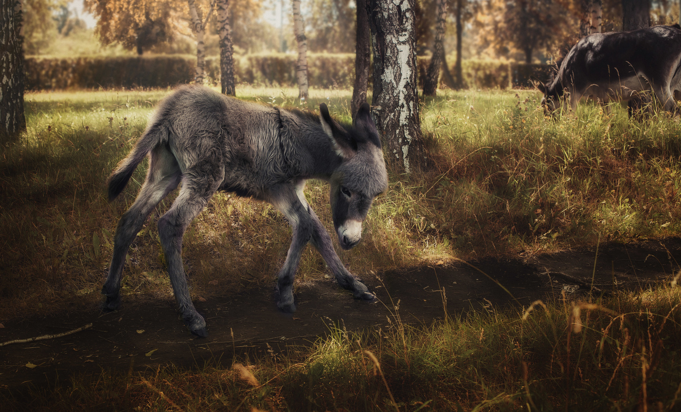 Осленок Плюшка