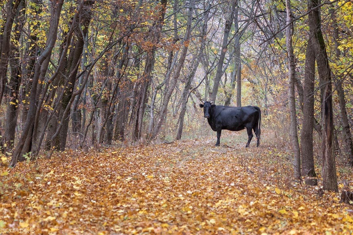 Средь тихого леса, случайно...