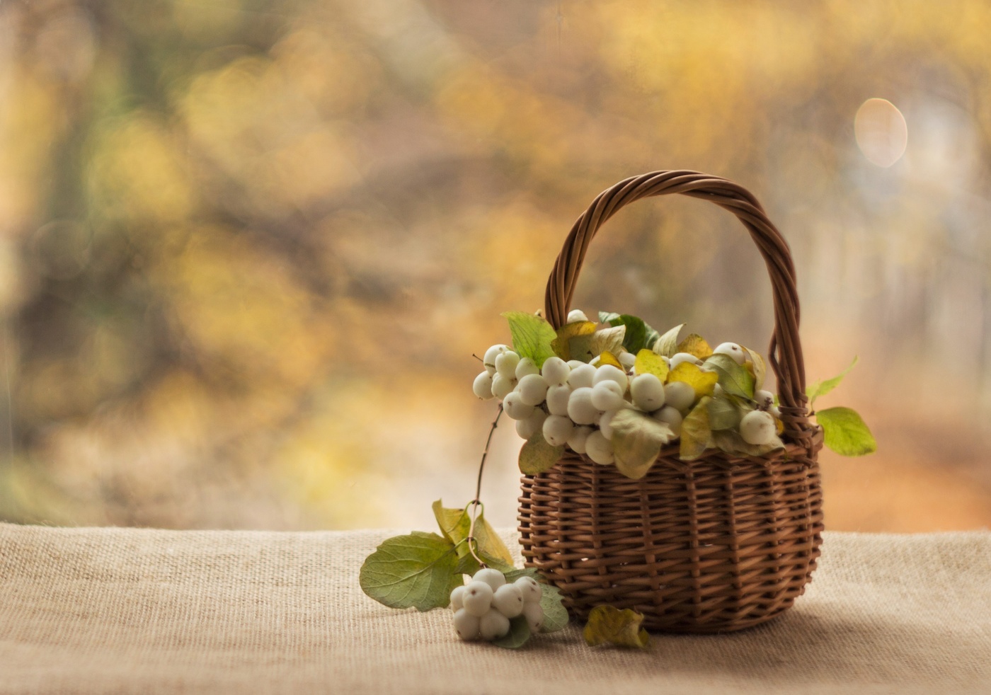 снежноягодник