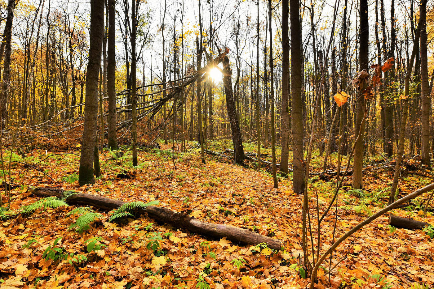 "Золотая осень листья разбросала..."