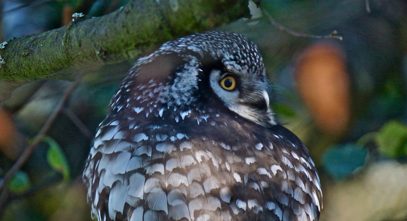 Совушкина осень