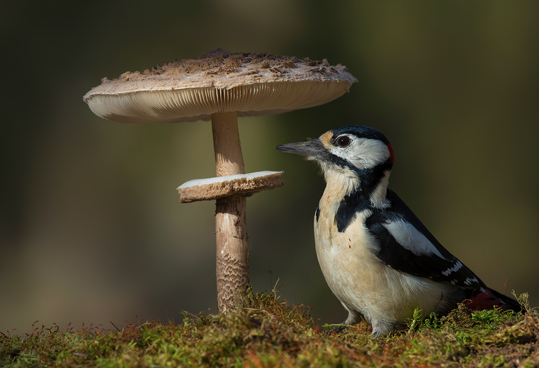 Маловат зонтик