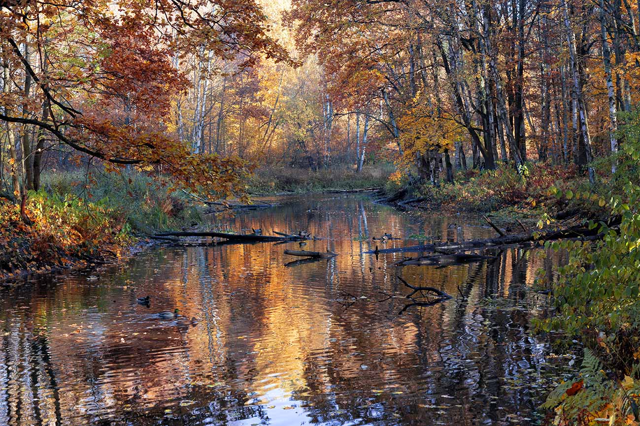 Осенний лес...