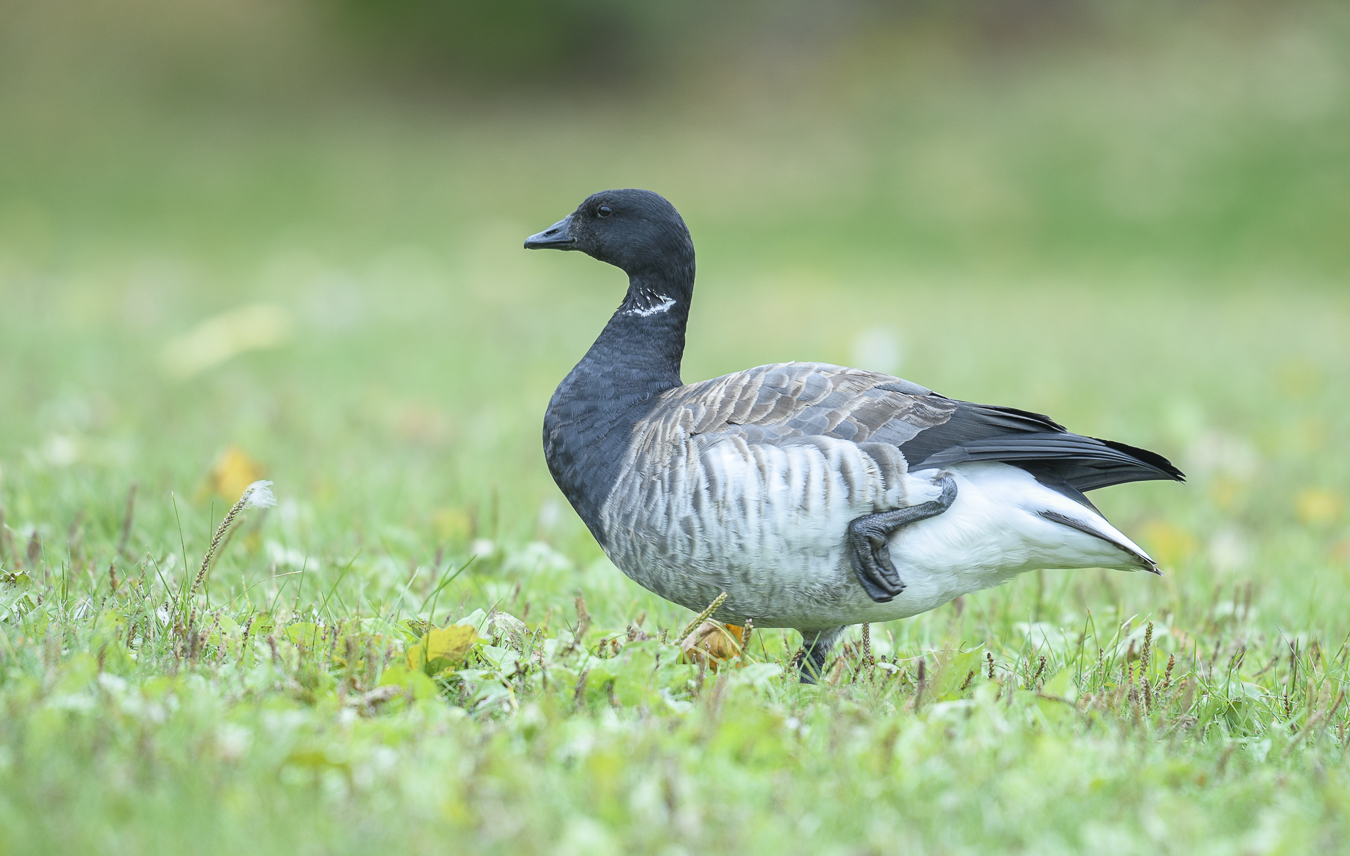 Brant (goose)
