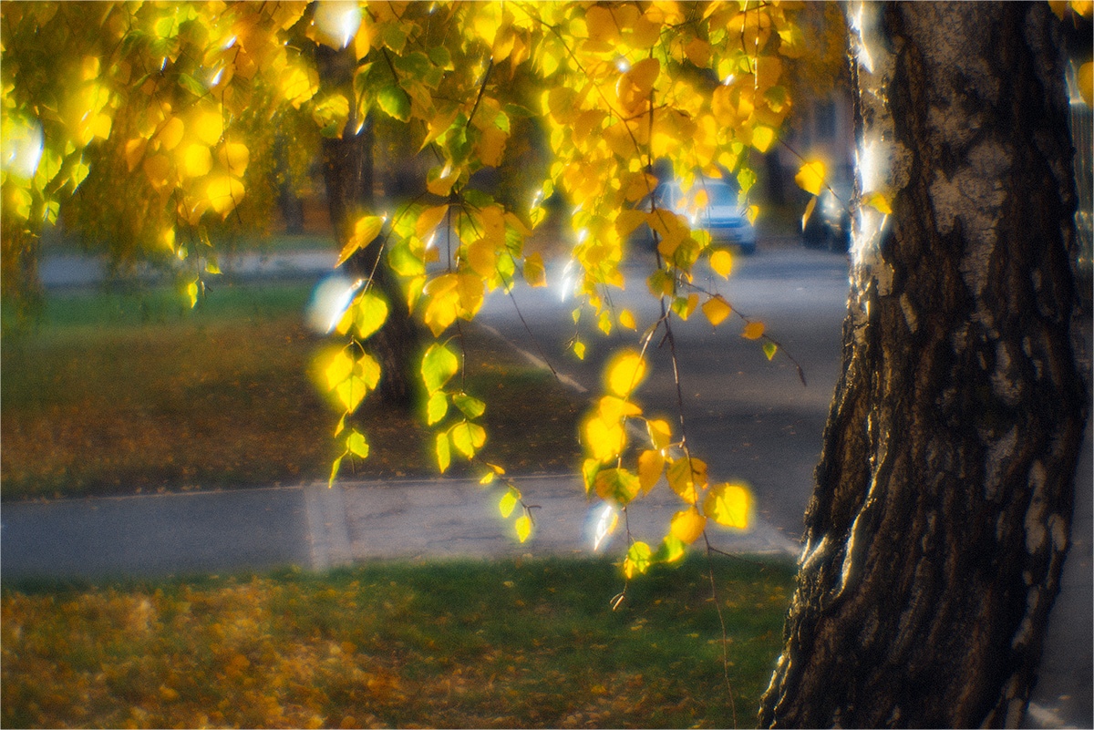 Моноклеевое