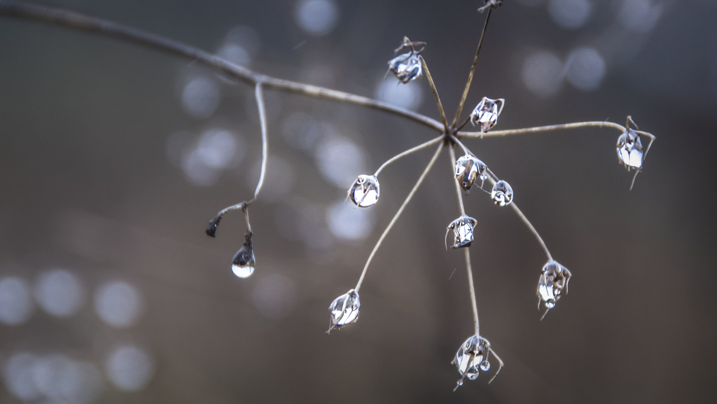 Хрусталики