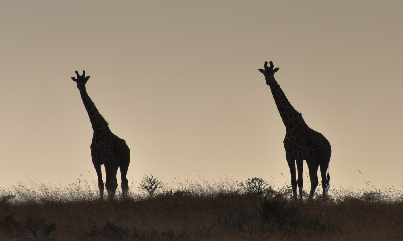 Два жирафа