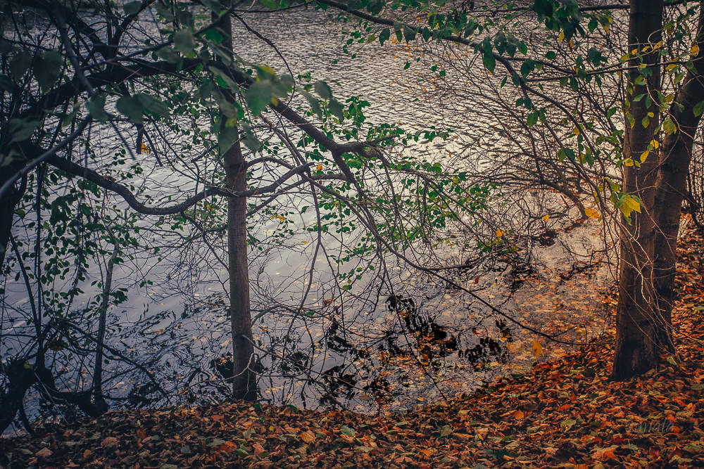 осень в Кузьминках