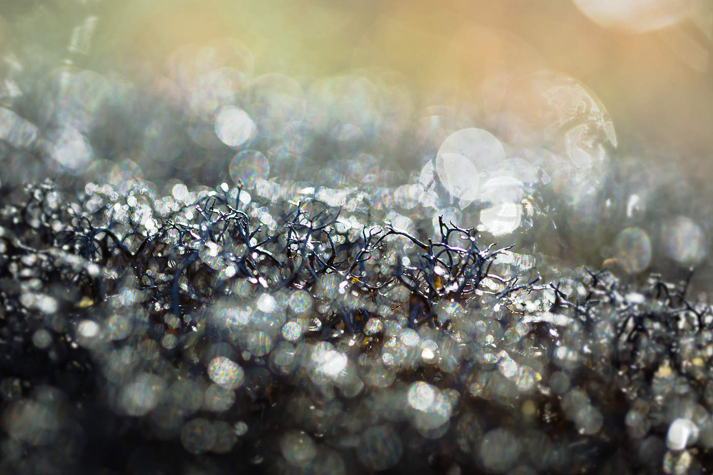 Черный мох (из серии "Макротундра")