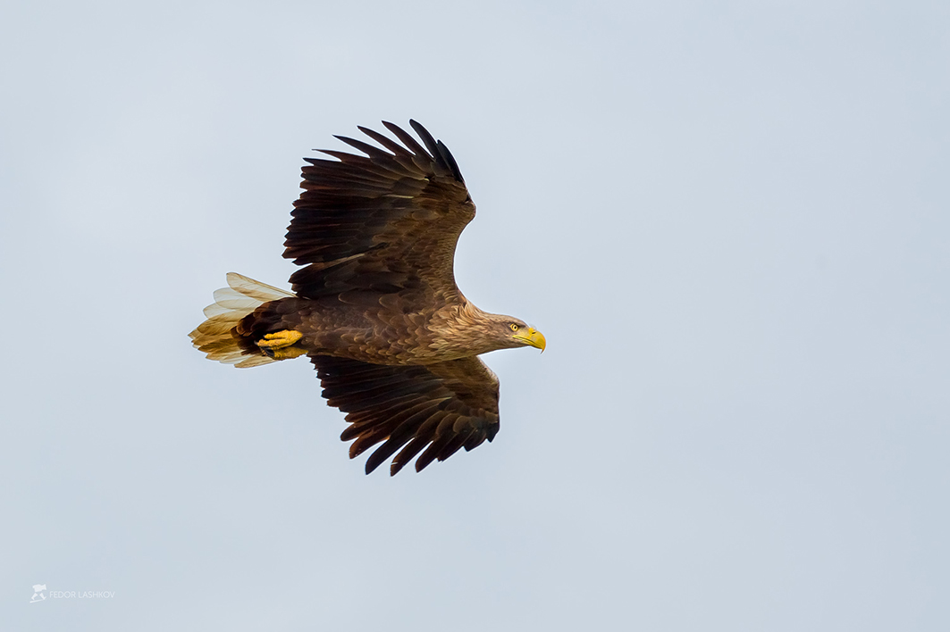 Орлан-белохвост