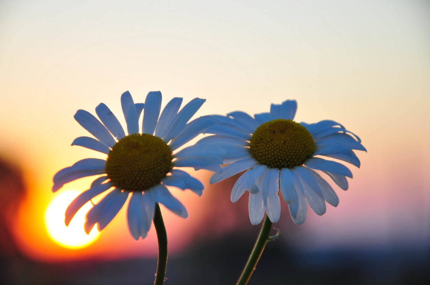Ромашки на закате.