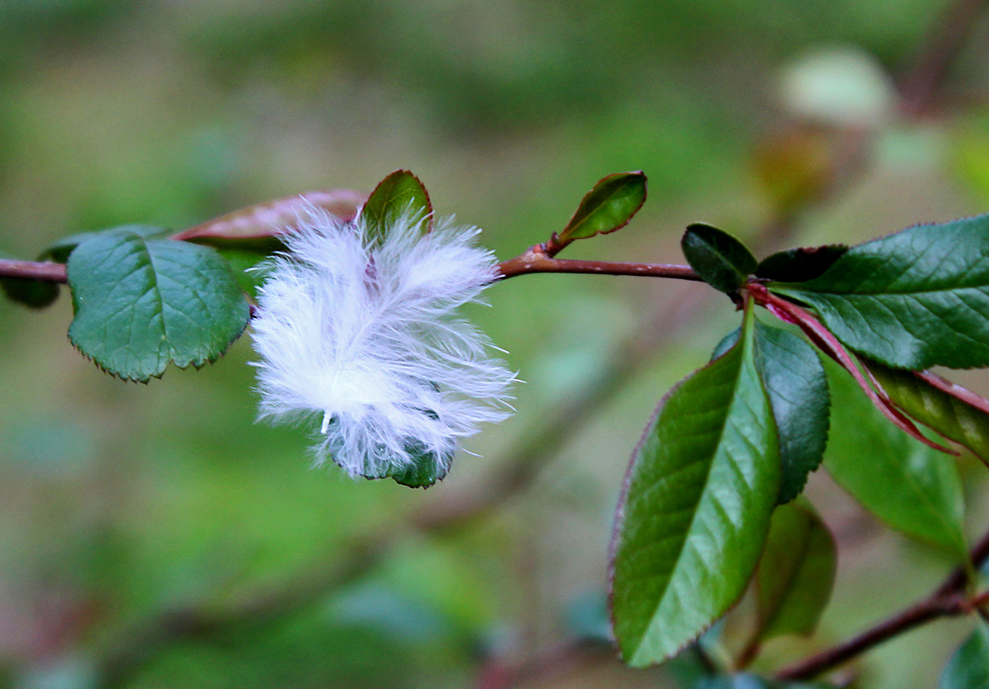 Что ли жар-птица пёрышко потеряла?..