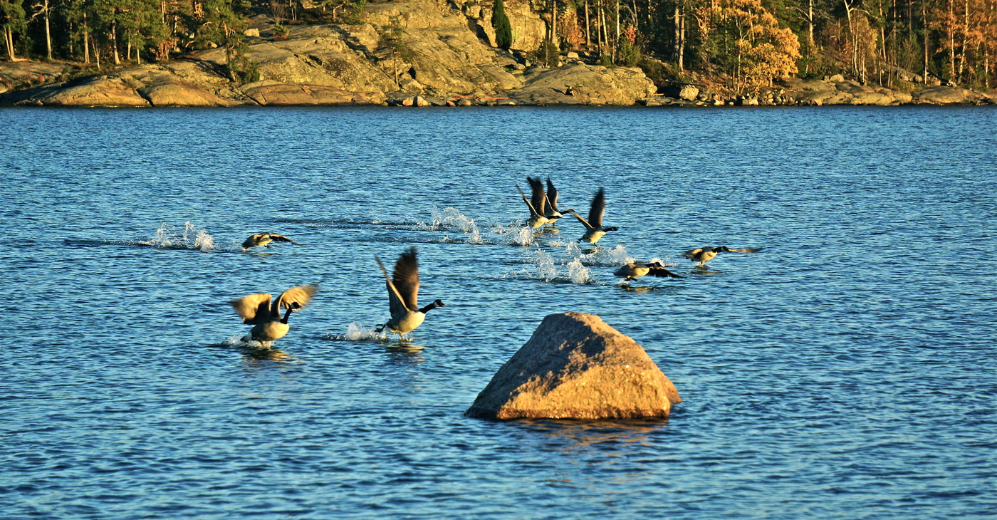 Туда, где теплее...