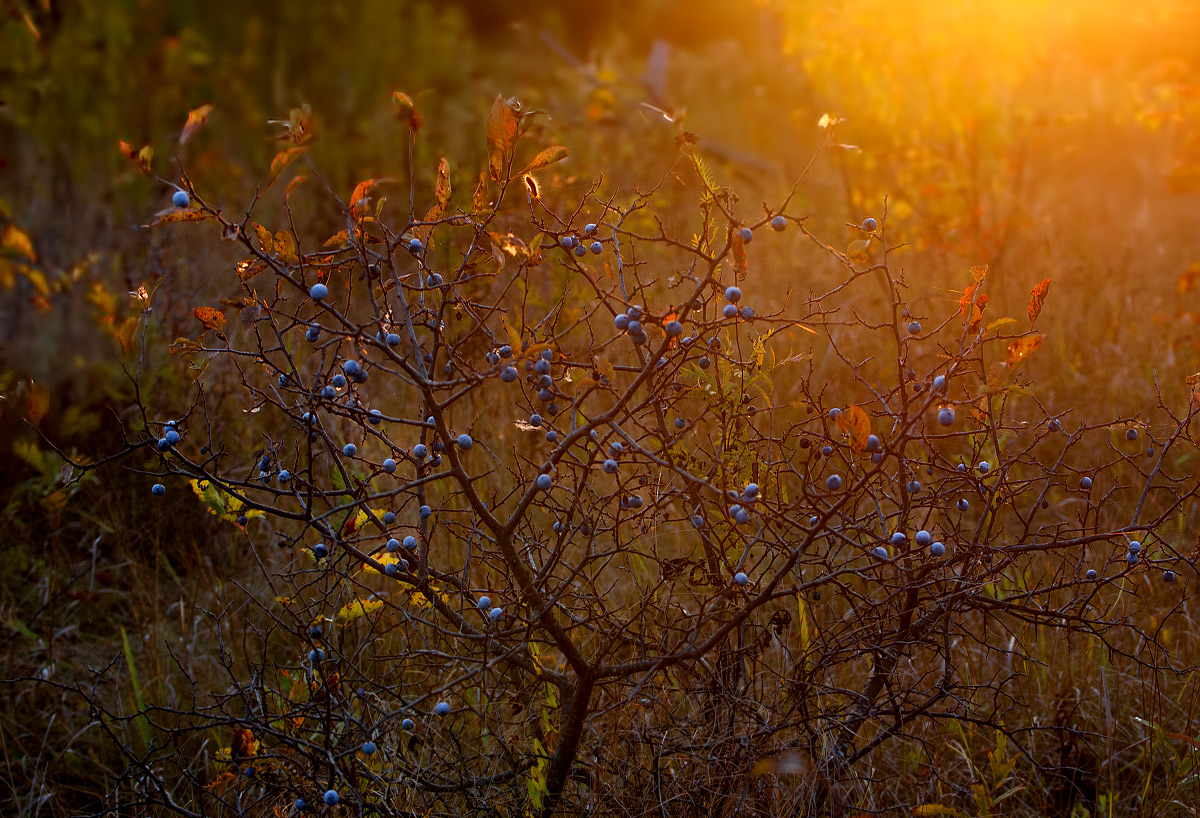 Ускользающий свет