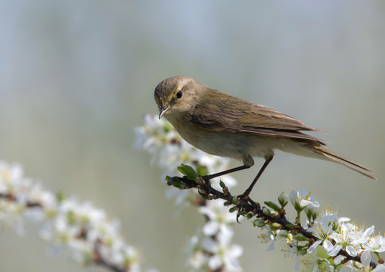 Пеночка теньковка