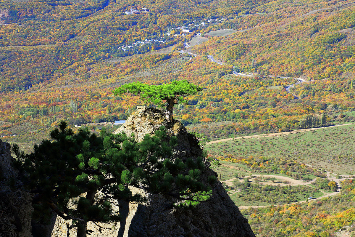 Сосны Демерджи
