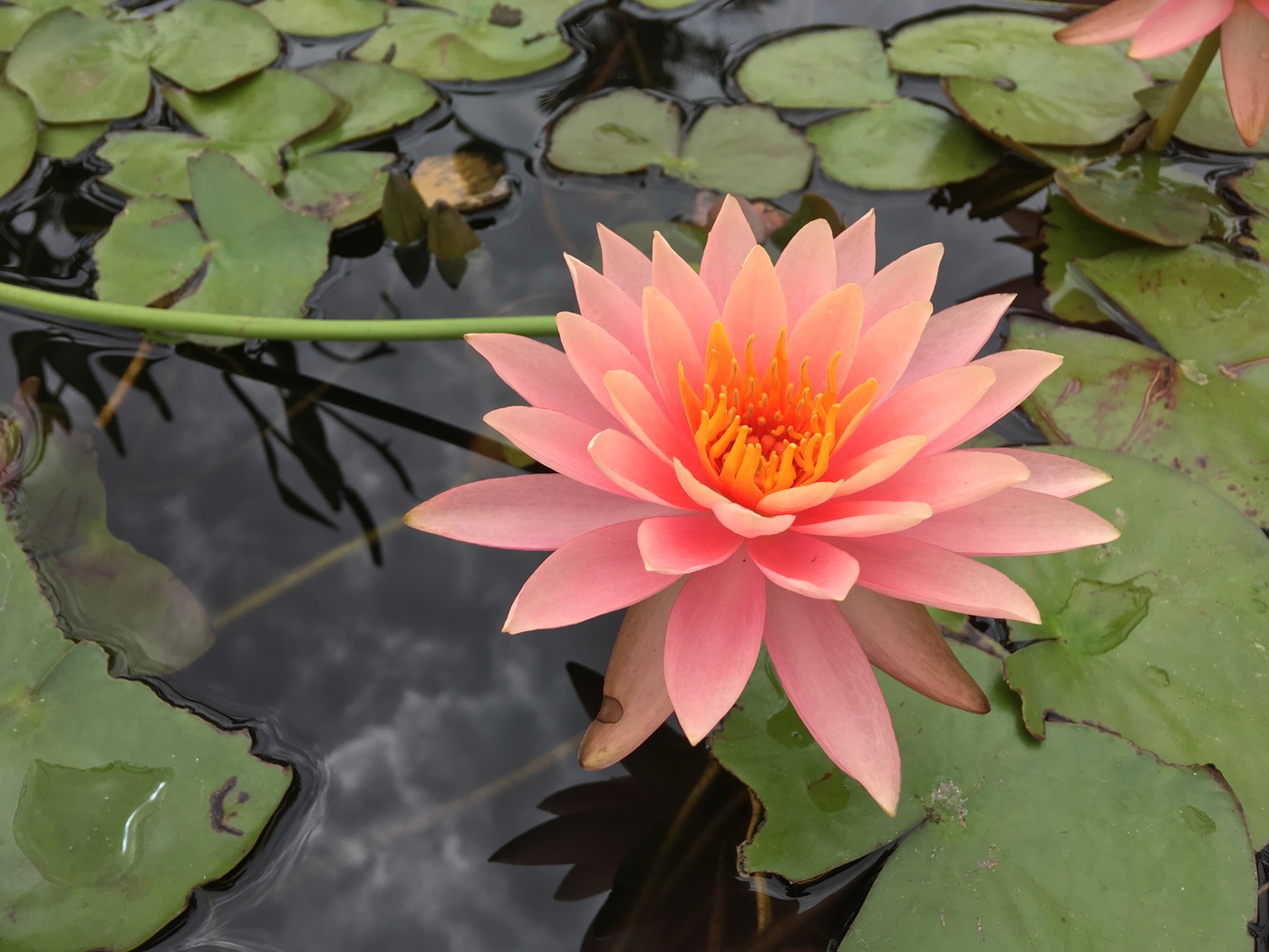 flower in pond