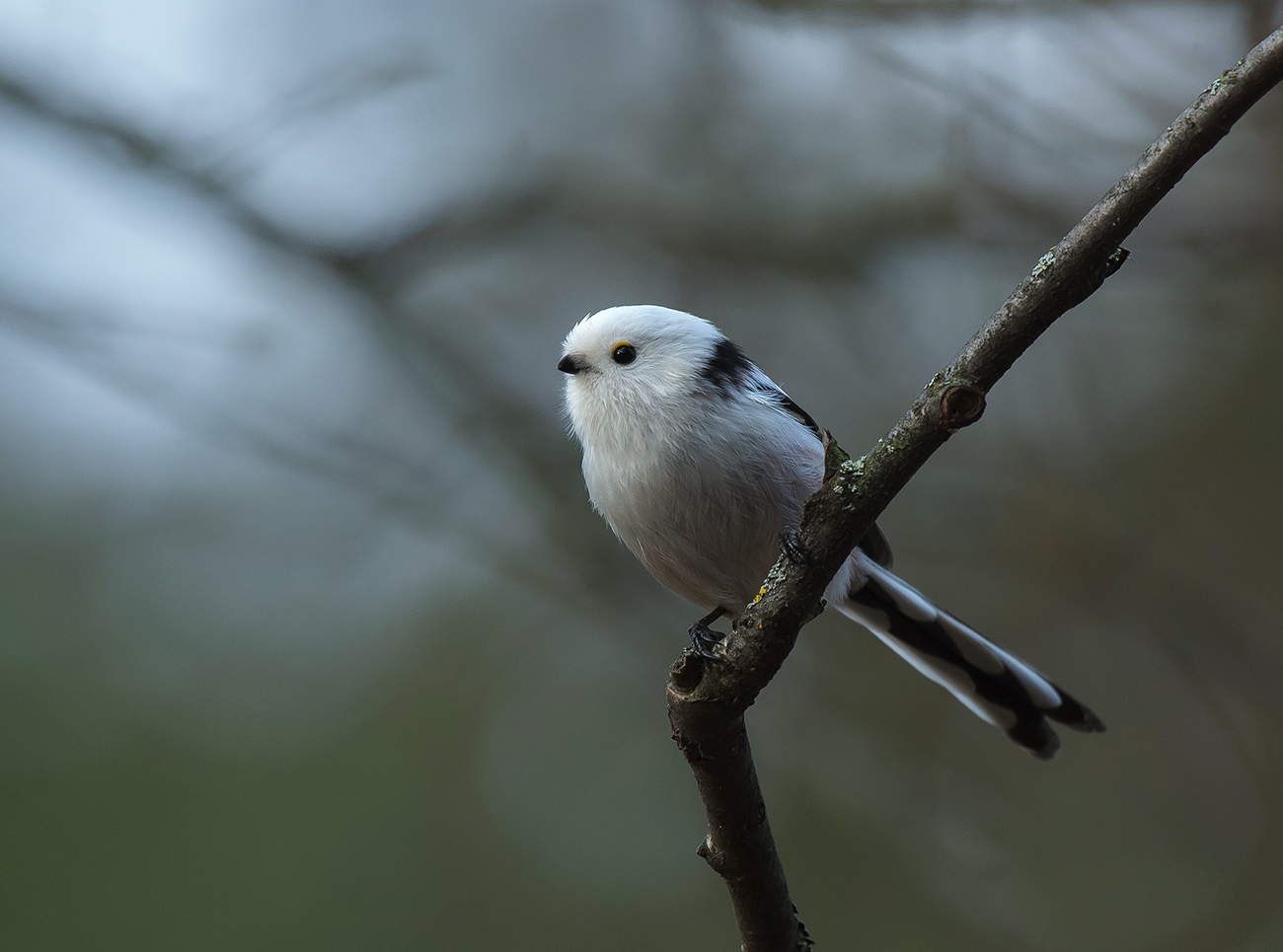 Картинка из леса.