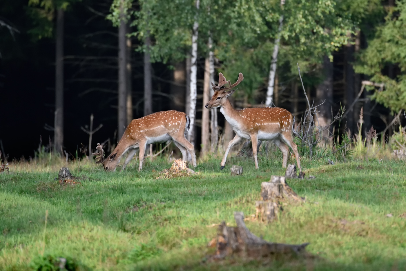 на полянке...