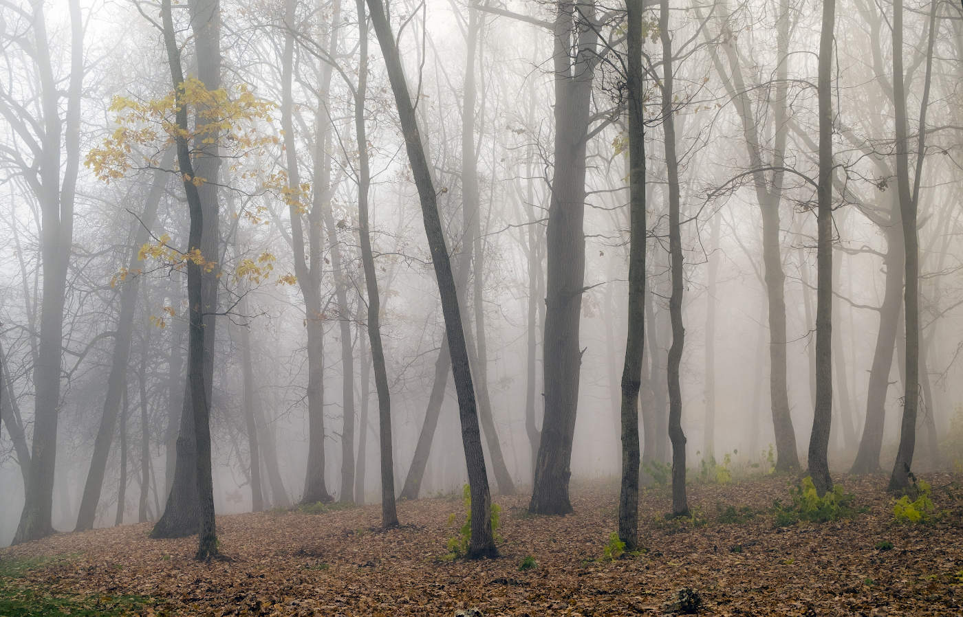 Осенний лес