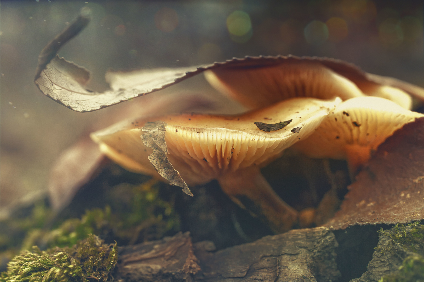 Незнакомые ноябрьские грибочки