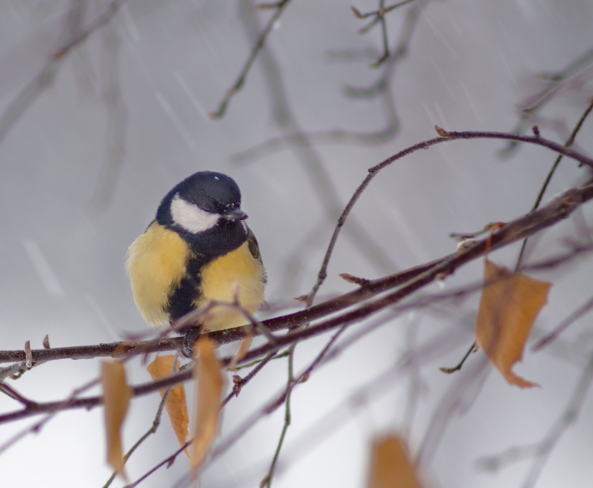 Первый снег