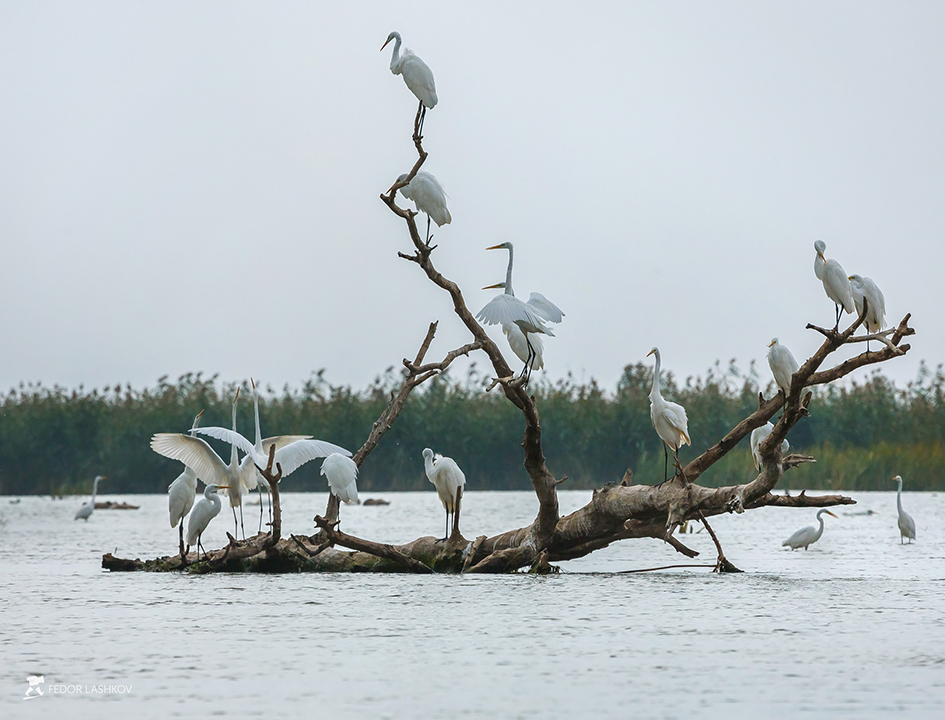 Репетиция хора, или отдых на коряге
