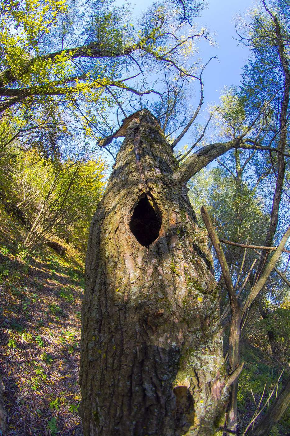 Кто в домике живет?