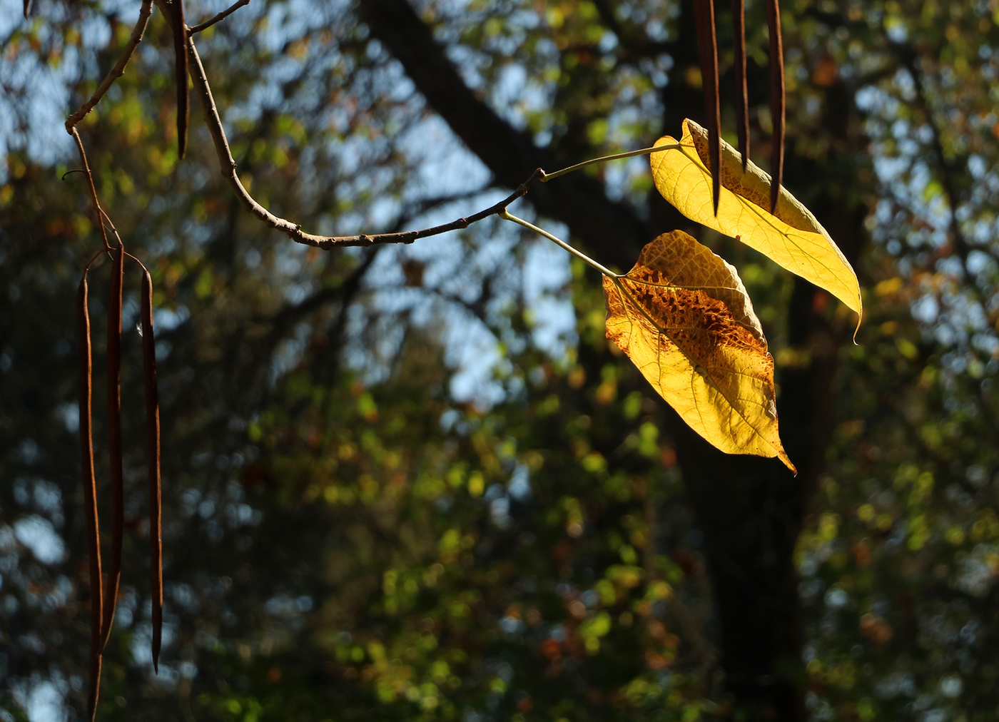 Подставляйте ладони...