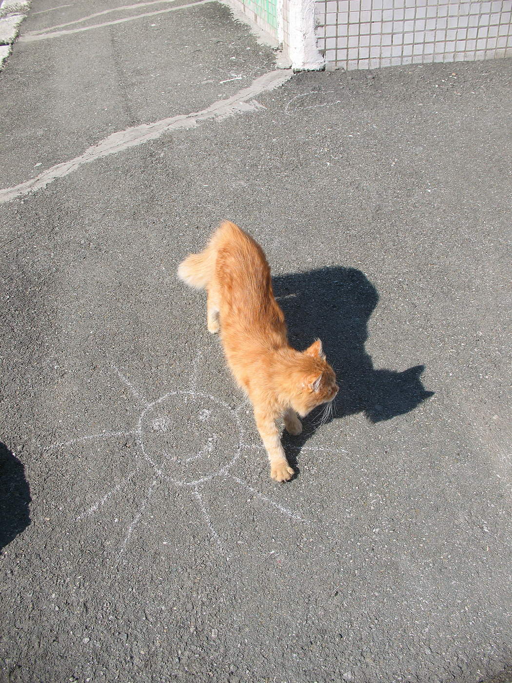 Солнце, кот и его тень.