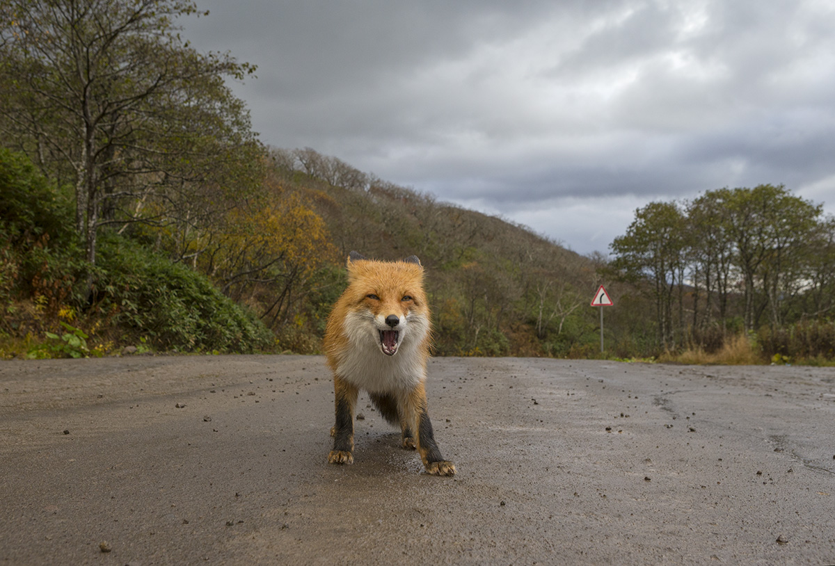 Дорожный патруль