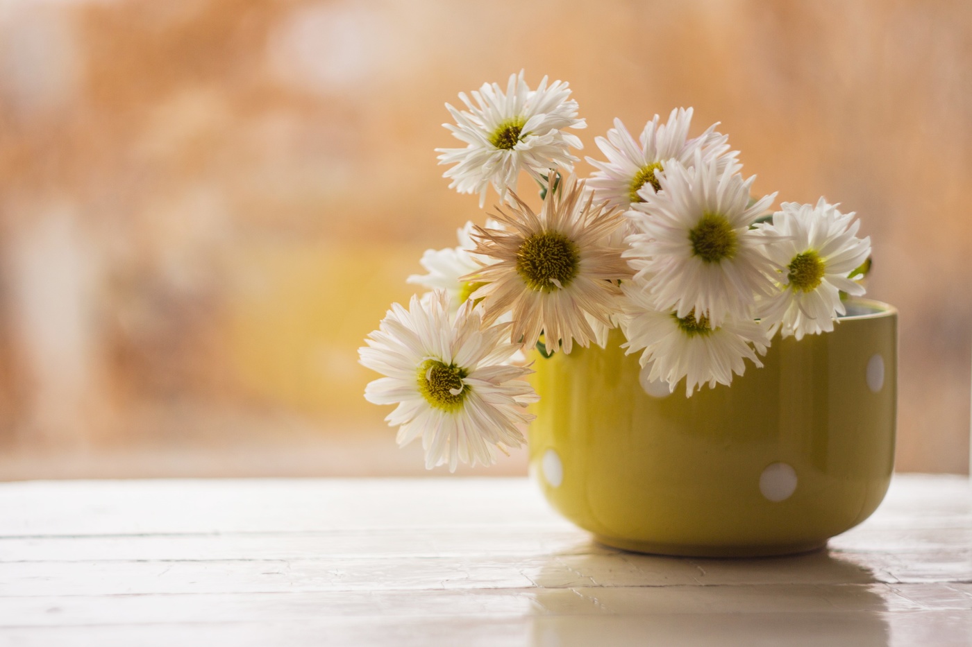 Хризантемы